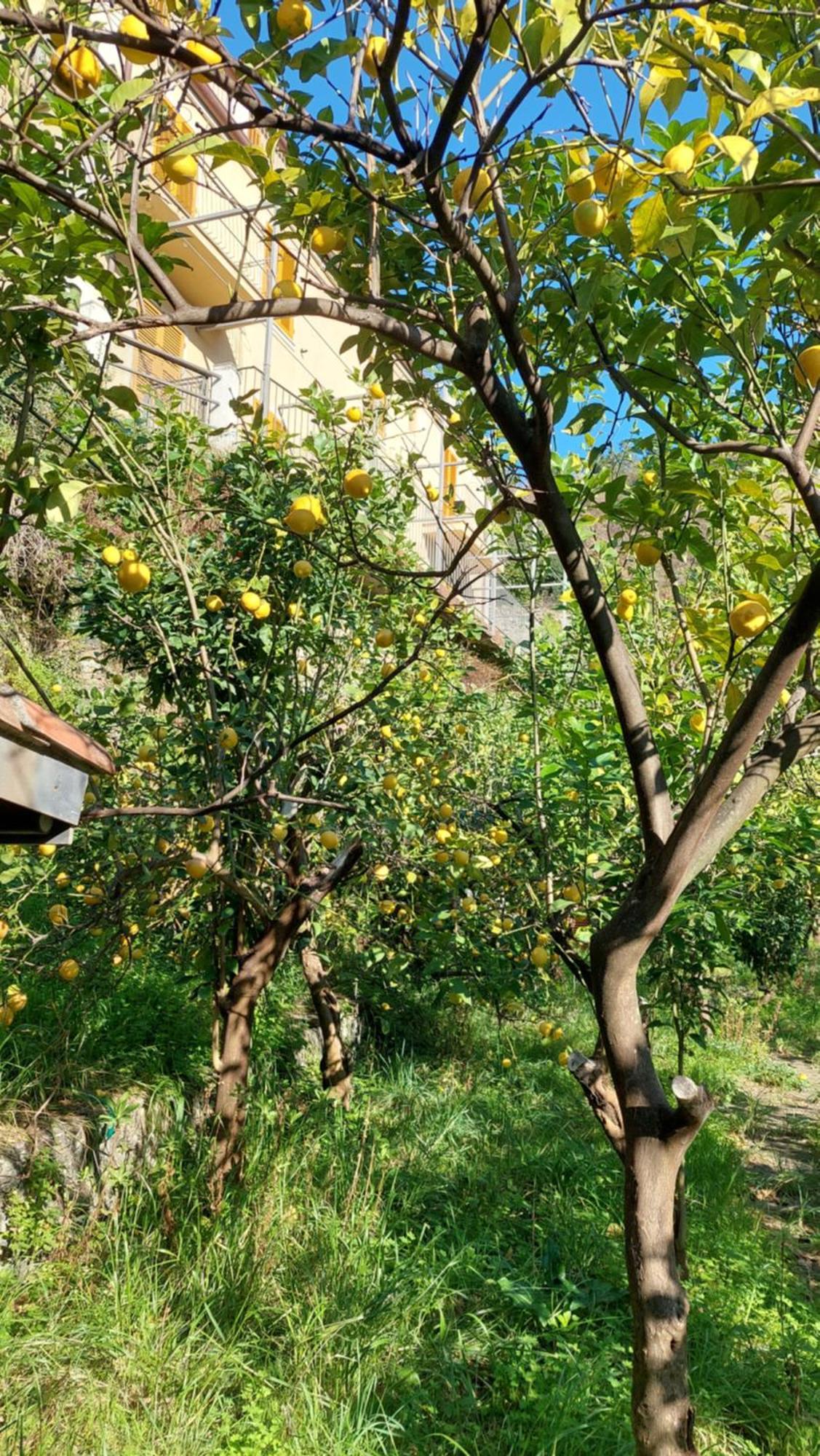 La Casa Dei Limoni Monterosso al Mare