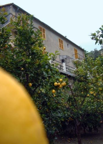 Casa de hóspedes La Casa Dei Limoni
