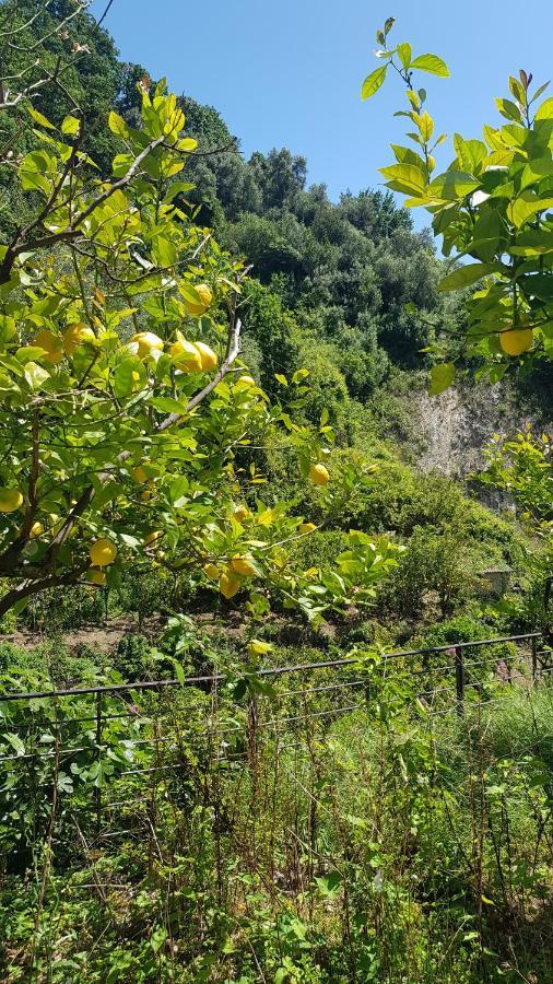 Gasthof La Casa Dei Limoni *